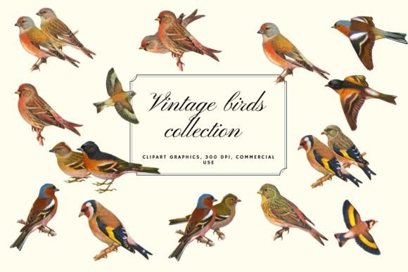 Charming Vintage Birds Clipart for Creative Design